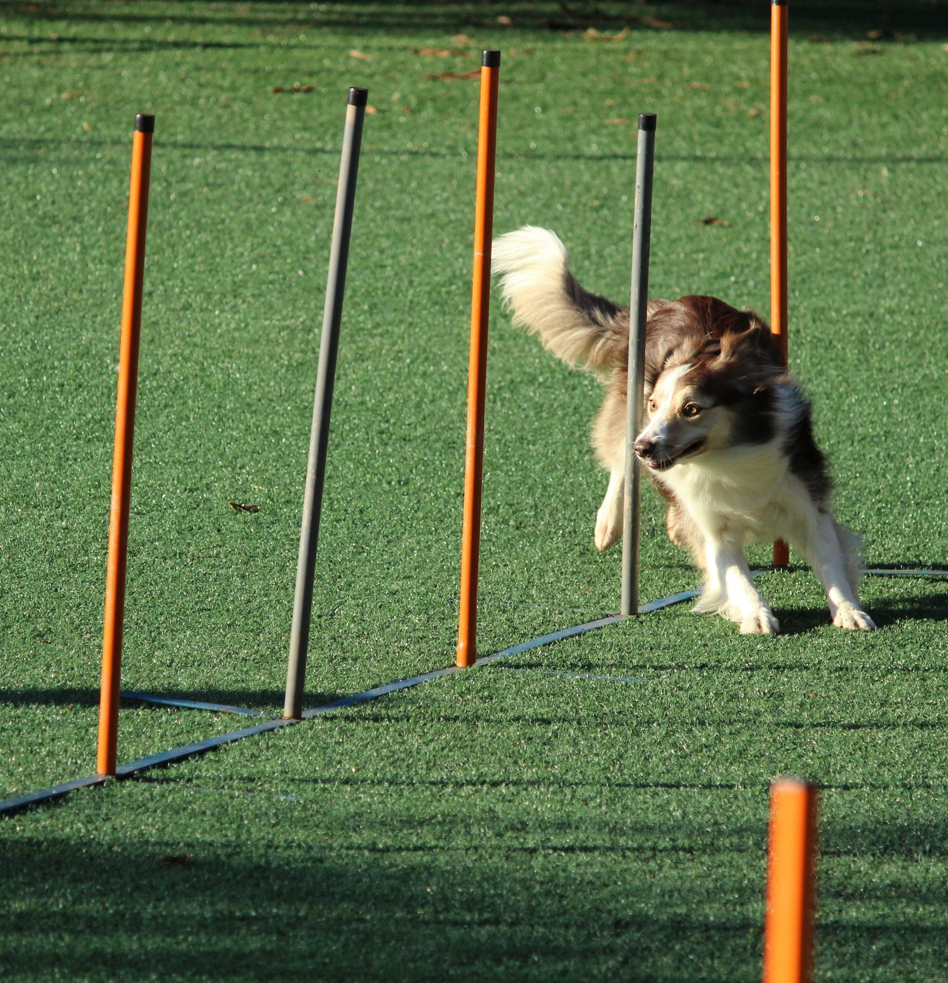 Image of animal-sports