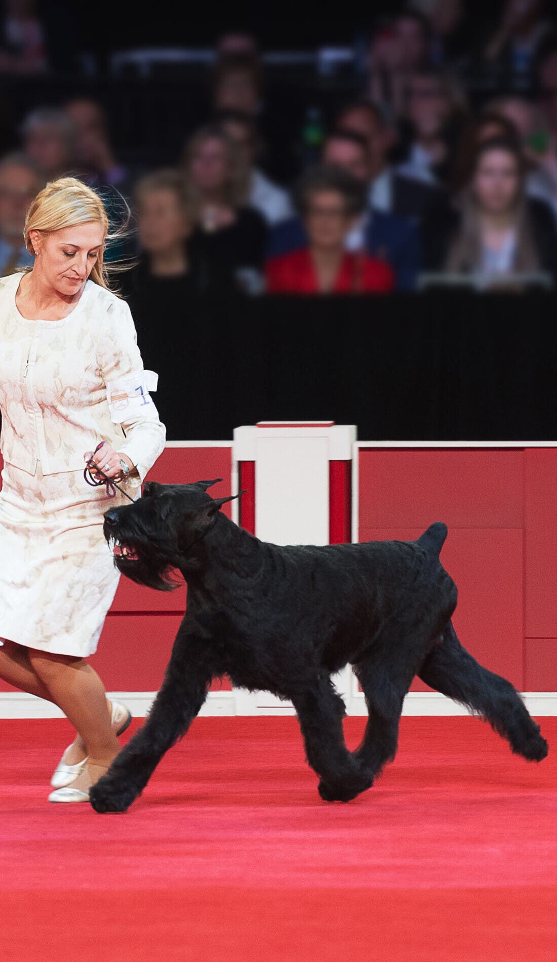 American Kennel Club promotional image for upcoming events and ticket sales