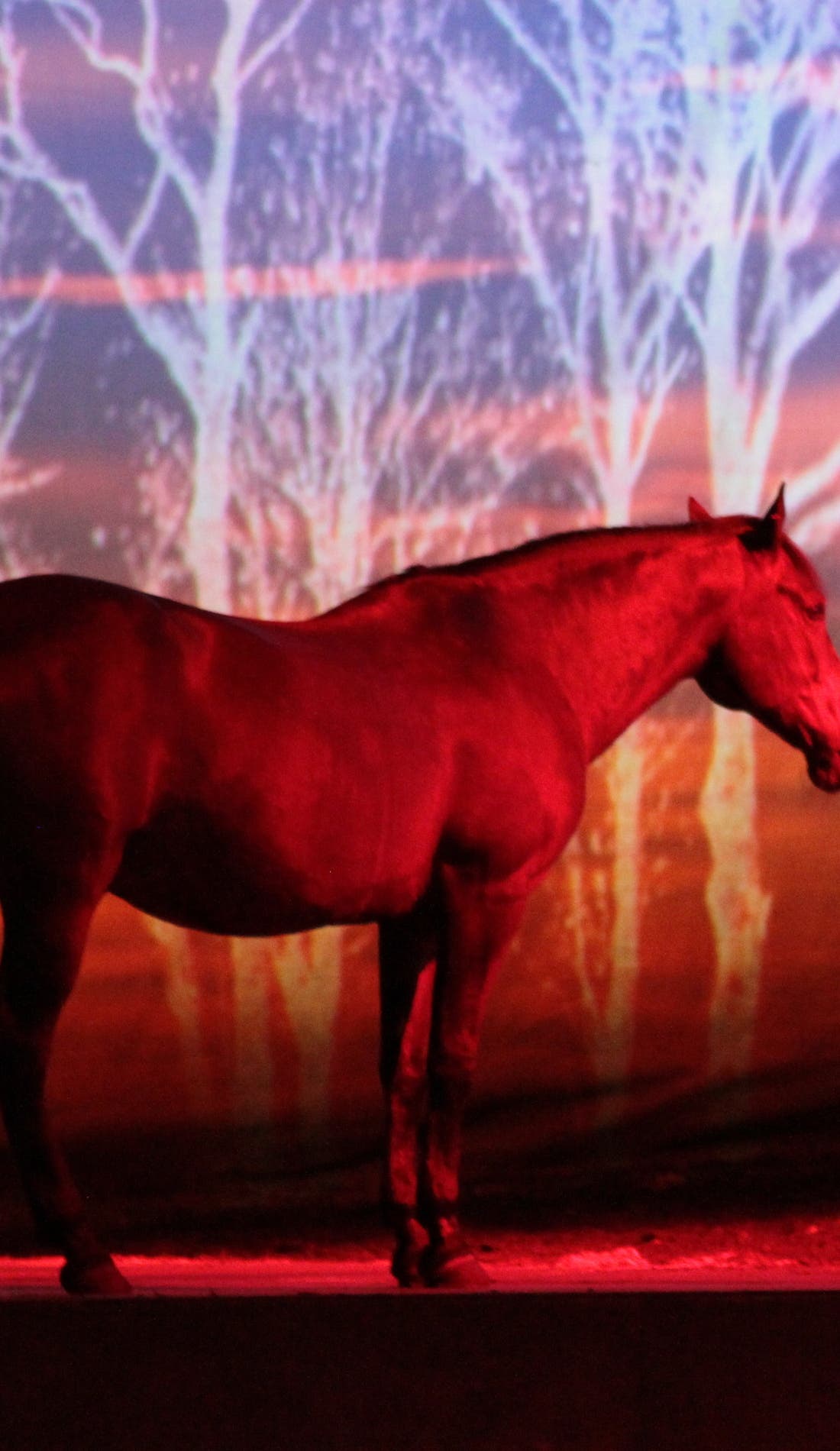 Cavalia promotional image for upcoming events and ticket sales