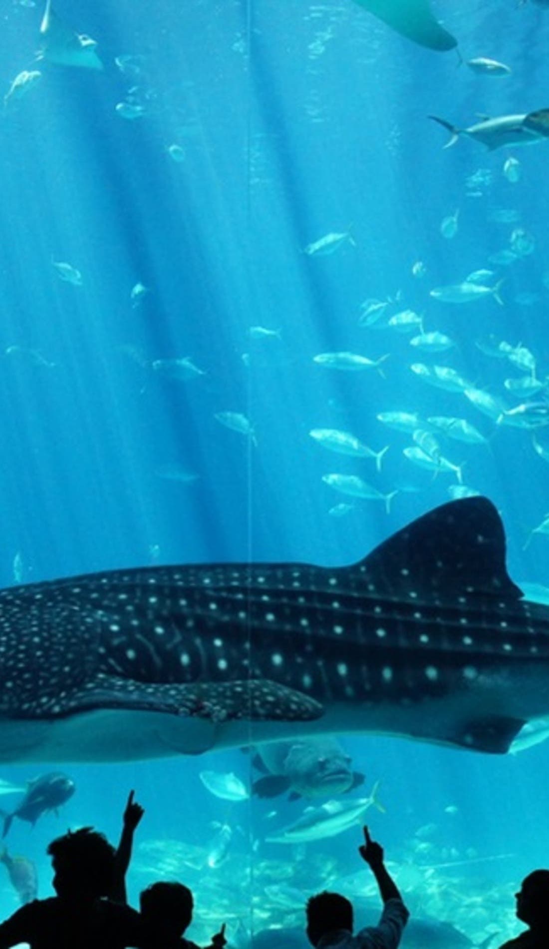 Georgia Aquarium promotional image for upcoming events and ticket sales