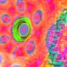 Image LSD and the Search for God
