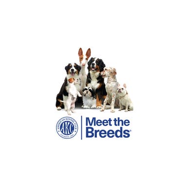 Promotional image of Meet the Breeds