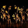 Momix image