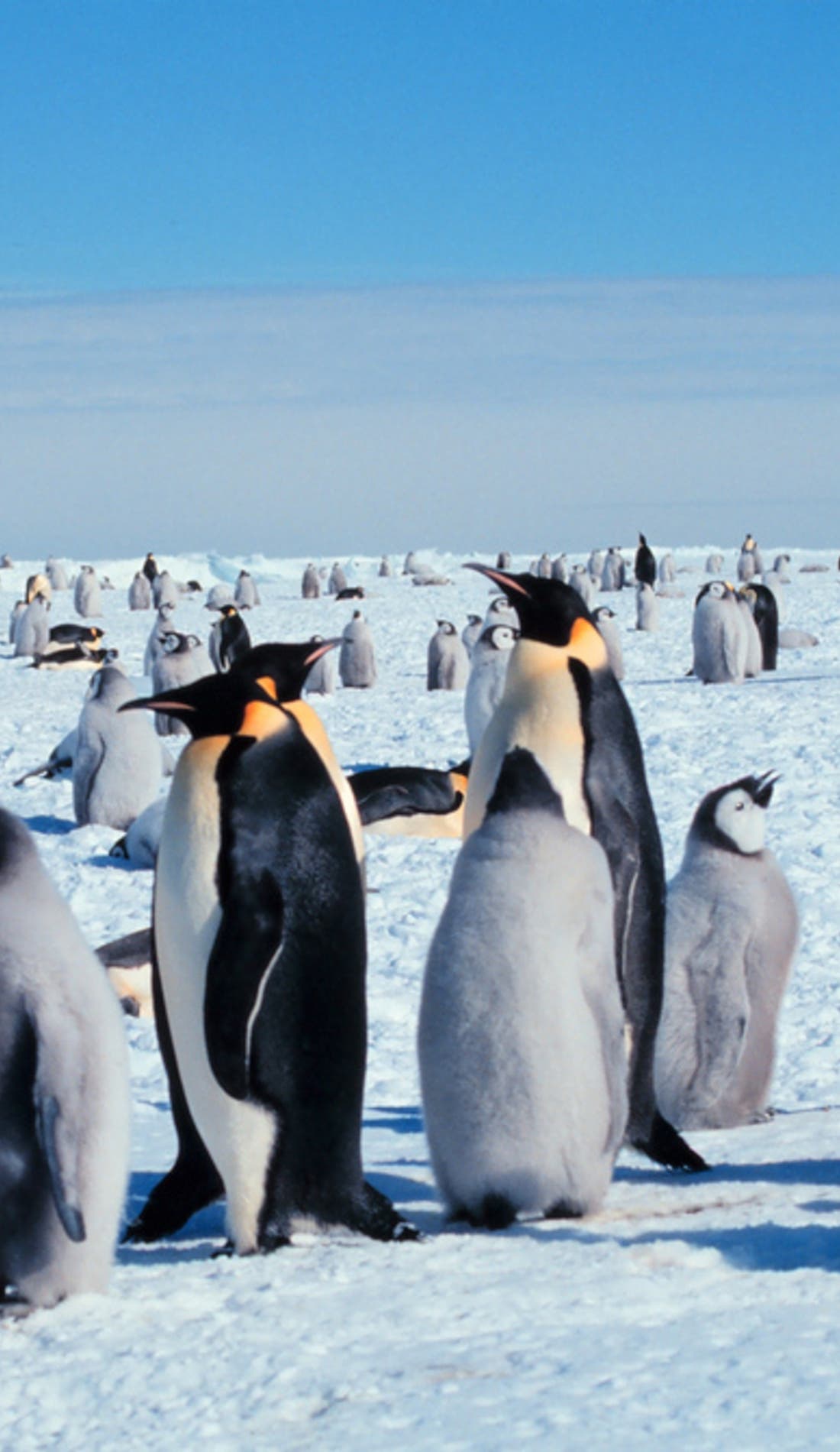 Mr Poppers Penguins promotional image for upcoming events and ticket sales