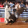 PBR - Professional Bull Riders