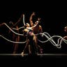 Pilobolus