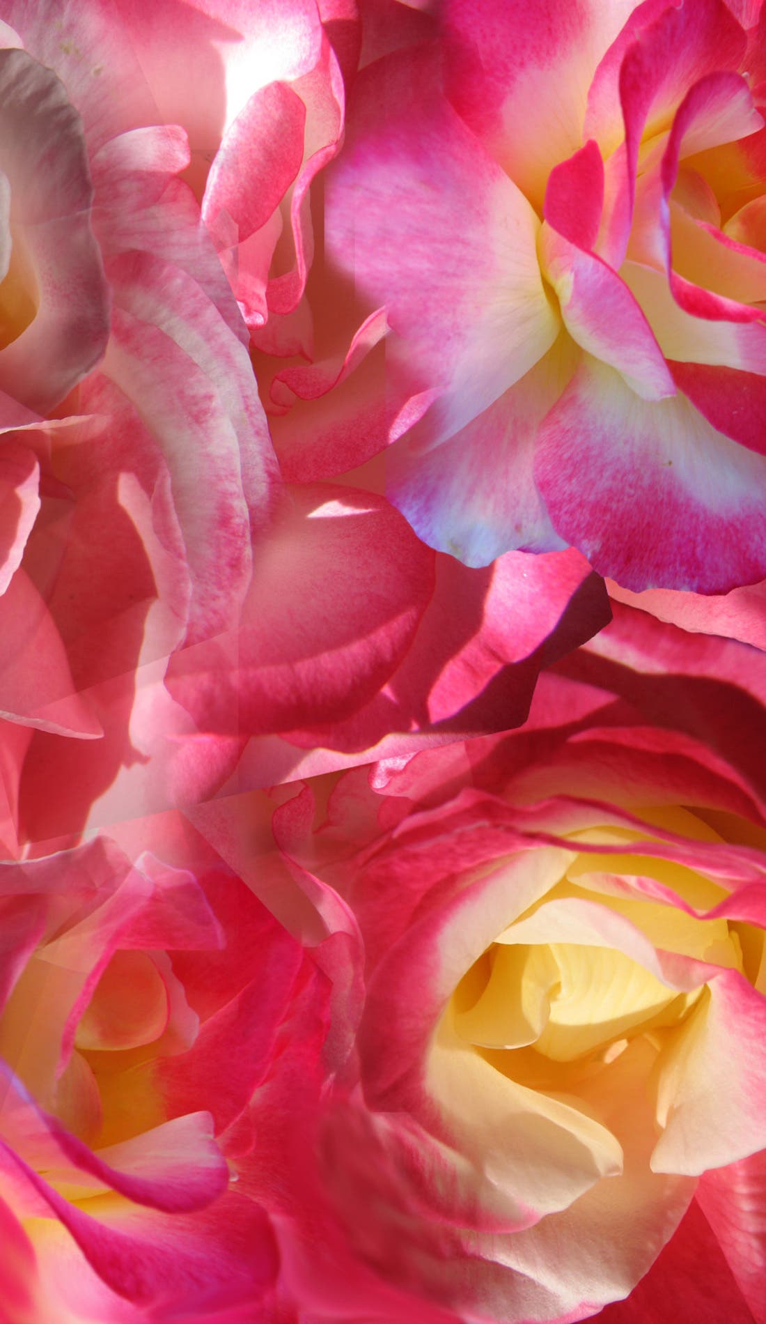 Shopkins Live! promotional image for upcoming events and ticket sales