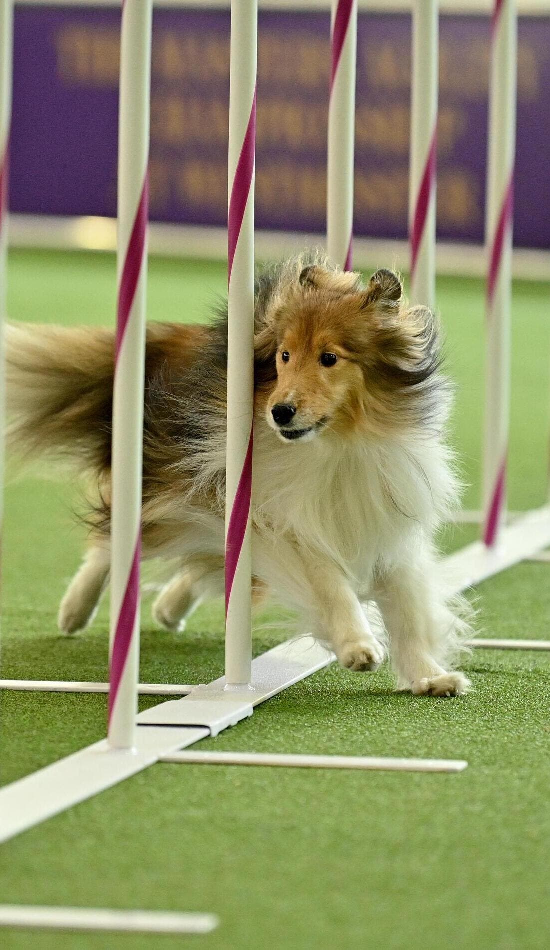 Westminster Kennel Club Dog Show promotional image for upcoming events and ticket sales
