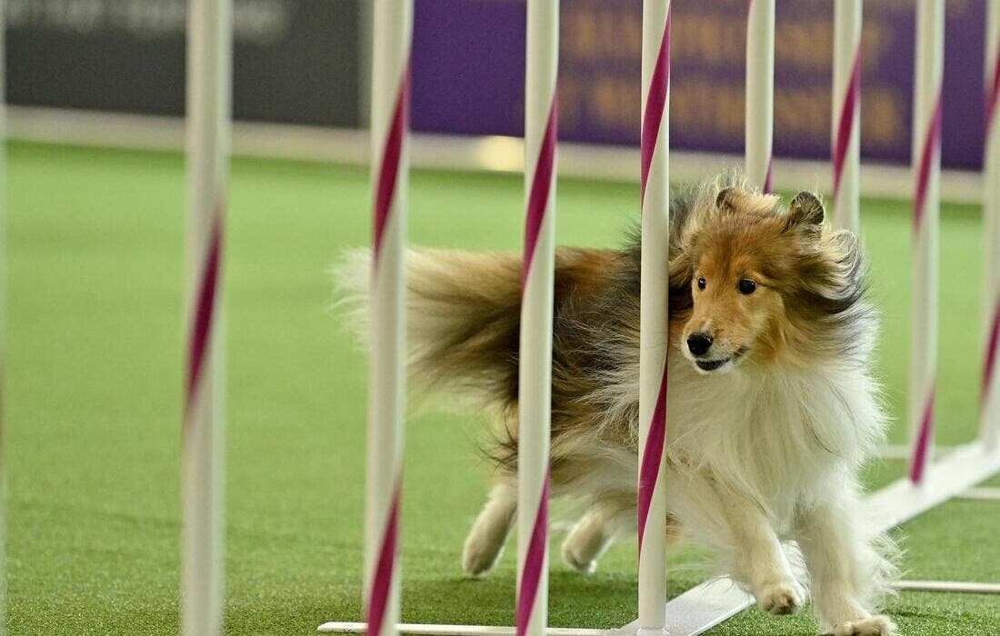 Promotional image for Westminster Kennel Club Dog Show - New York tickets at Javits Center on Jan 31, 2026
