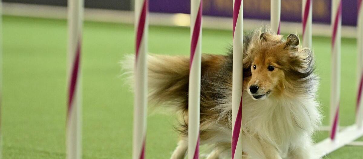 Westminster Kennel Club Dog Show - Madison Square Garden