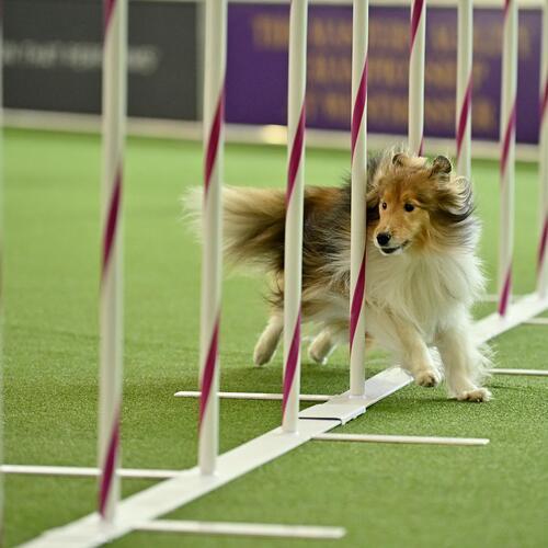 Westminster Kennel Club Dog Show