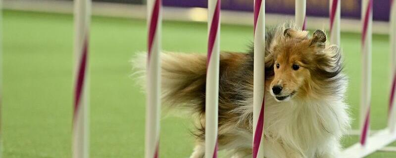 Westminster Kennel Club Dog Show at Jacob K. Javits Convention Center